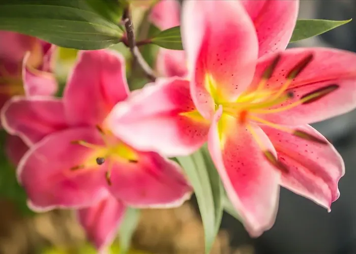 Bellevue Μπιμπιόνε