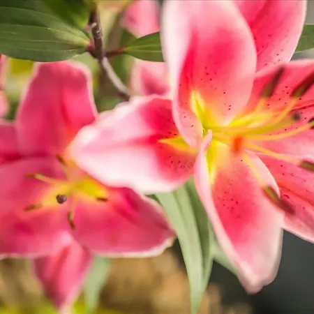 Bellevue ビビオーネ